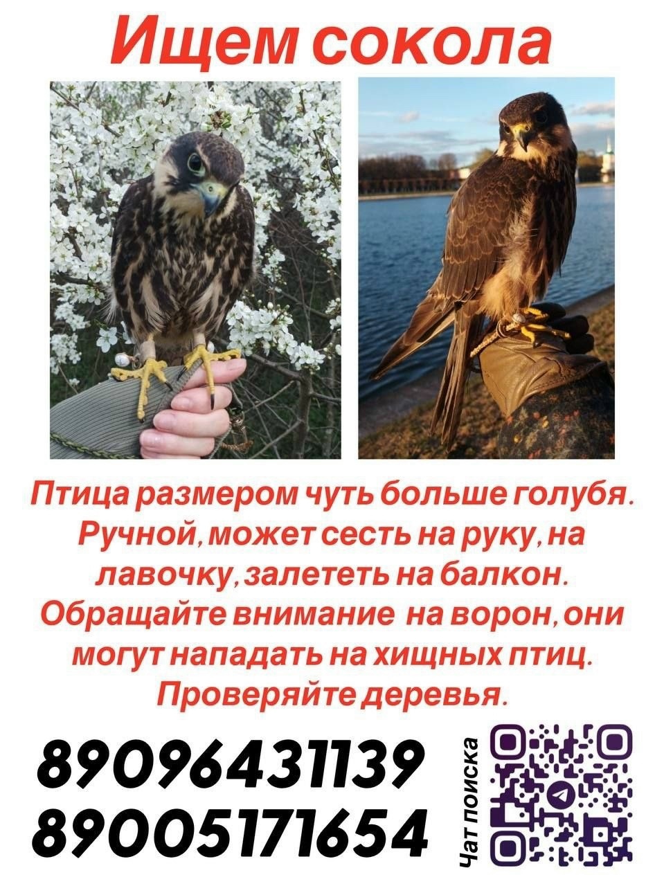Lost cream pet, сокол чеглок in Moscow — identification photo, lost & found pet database Pathfinder