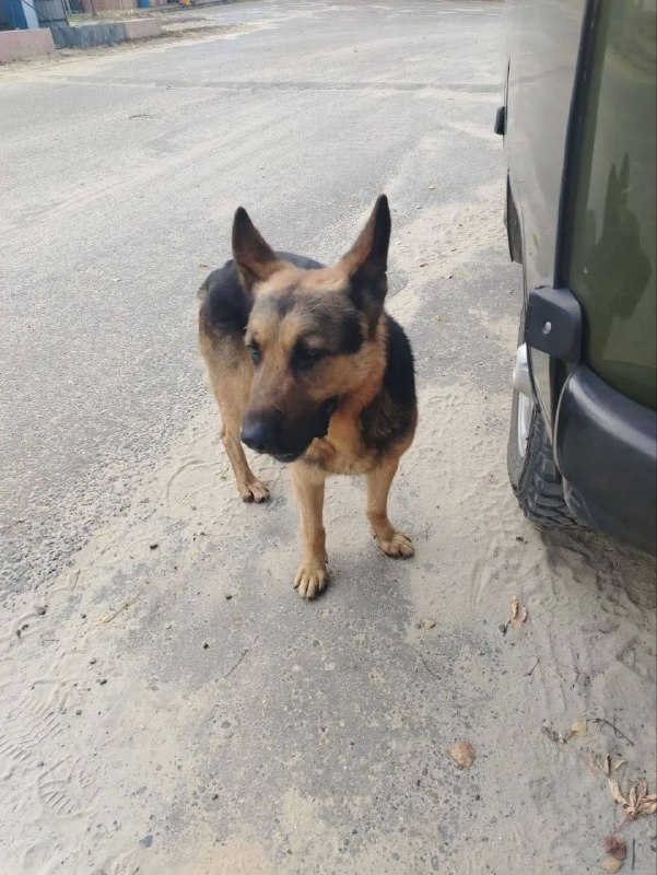 Found brown dog, овчарка in Chulkovo — identification photo, lost & found pet database Pathfinder