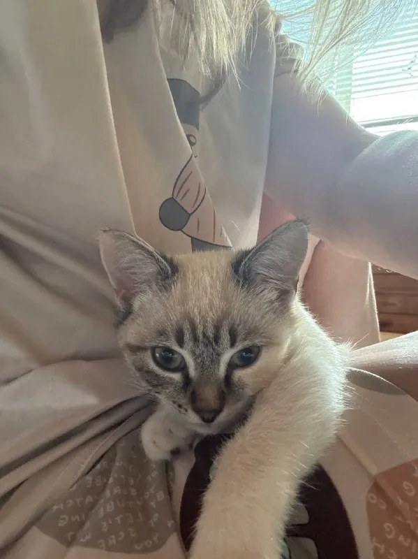 Lost white cat, сиамская in Lopatino — identification photo, lost & found pet database Pathfinder