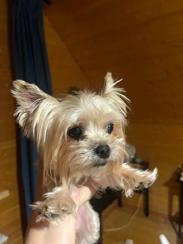 Found dog, йоркширский терьер in Mitino — identification photo, lost & found pet database Pathfinder