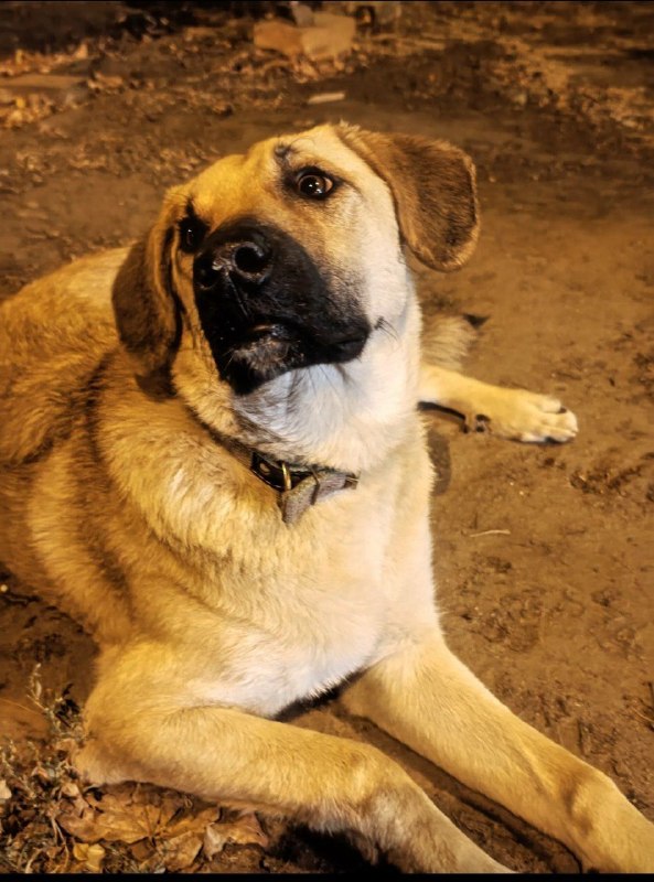 Found dog in Volgograd — identification photo, lost & found pet database Pathfinder