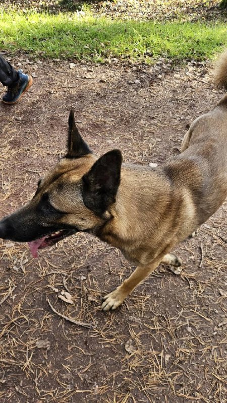 Found fawn dog in Yekaterinburg — identification photo, lost & found pet database Pathfinder