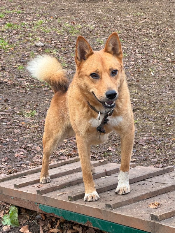 Found ginger dog, акита/сиба-ину in Perm — identification photo, lost & found pet database Pathfinder