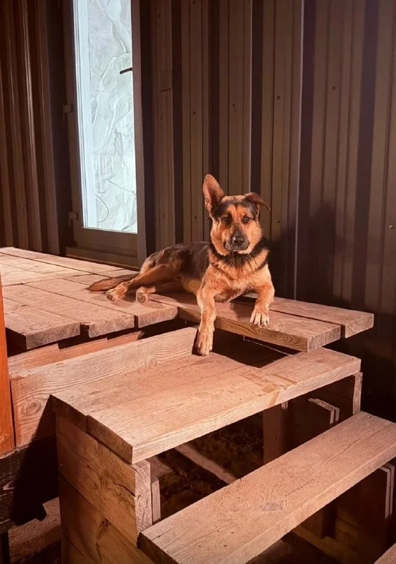 Lost dog, метис in Volgograd — identification photo, lost & found pet database Pathfinder