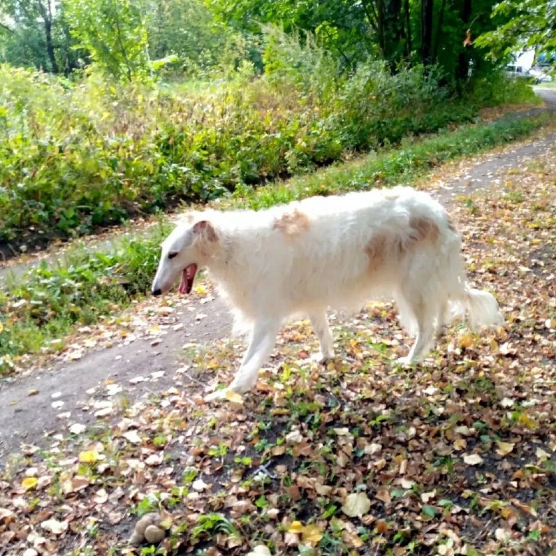 Lost dog, рпб in Tikhvin — identification photo, lost & found pet database Pathfinder