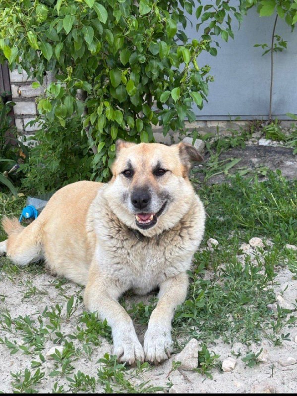 Lost cream dog in Volgograd — identification photo, lost & found pet database Pathfinder