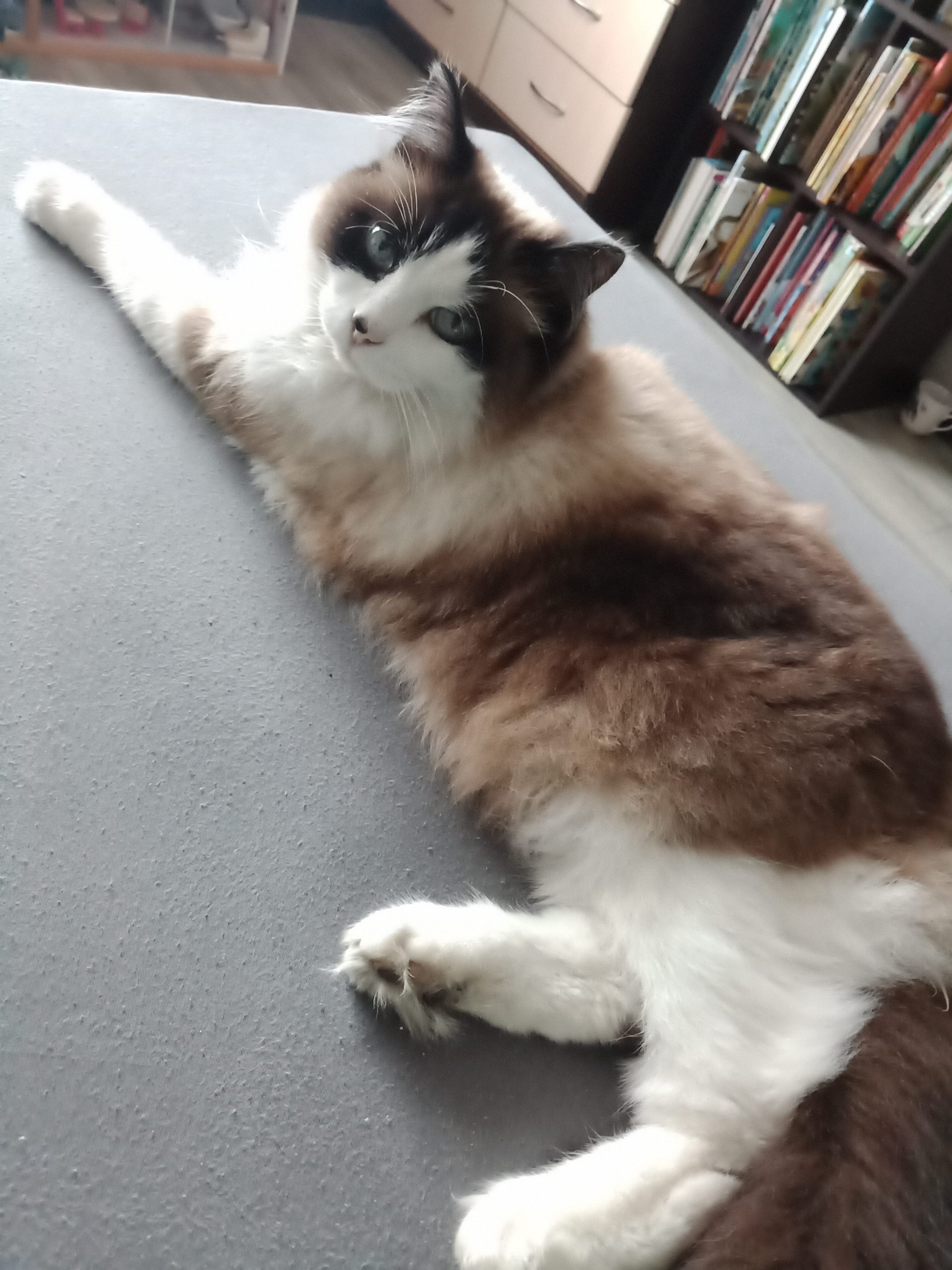 Lost white cat in Novosibirsk — identification photo, lost & found pet database Pathfinder