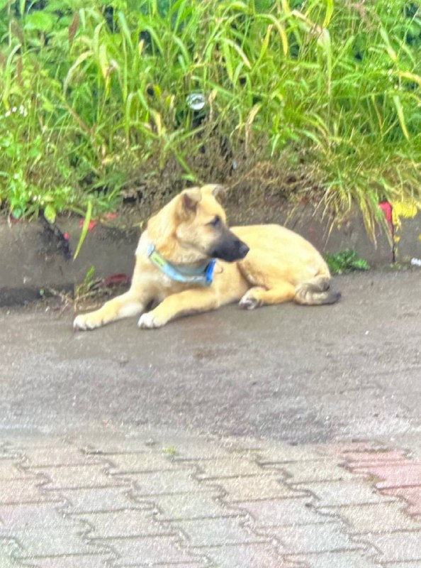 Found ginger dog in Malakhovka — identification photo, lost & found pet database Pathfinder
