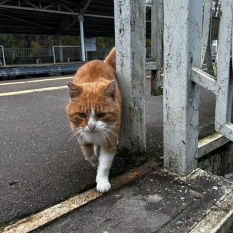Found white cat in Mukhino — identification photo, lost & found pet database Pathfinder