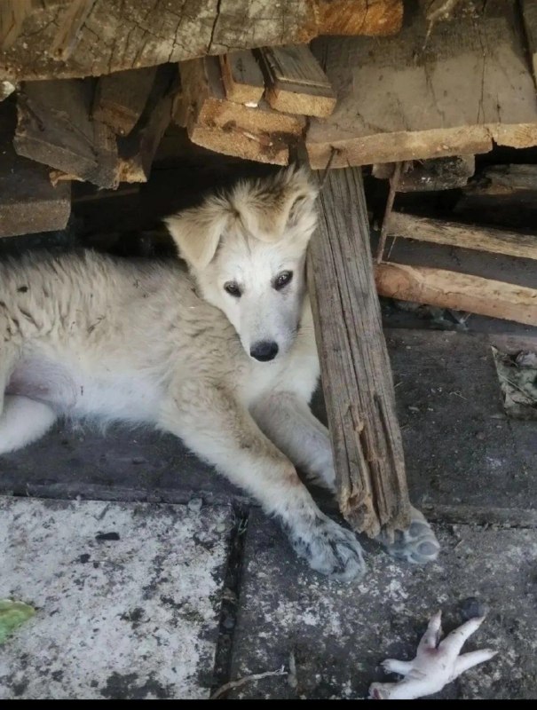 Lost cream dog in Volgograd — identification photo, lost & found pet database Pathfinder