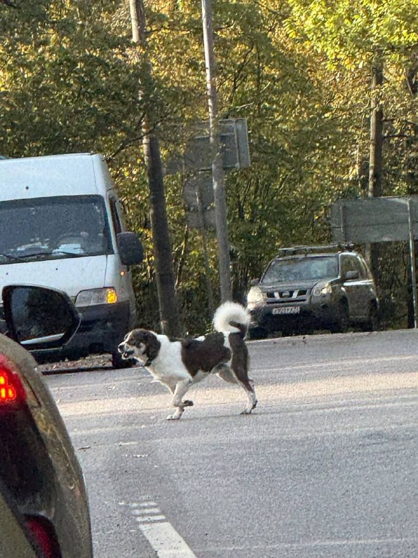 Found white dog in Mytishchi — identification photo, lost & found pet database Pathfinder