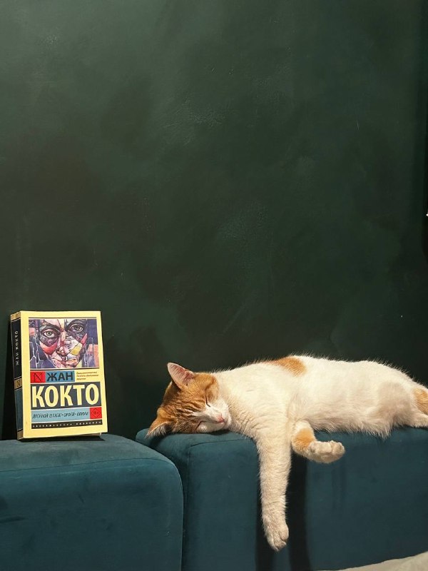 Lost white cat in Saint Petersburg — identification photo, lost & found pet database Pathfinder