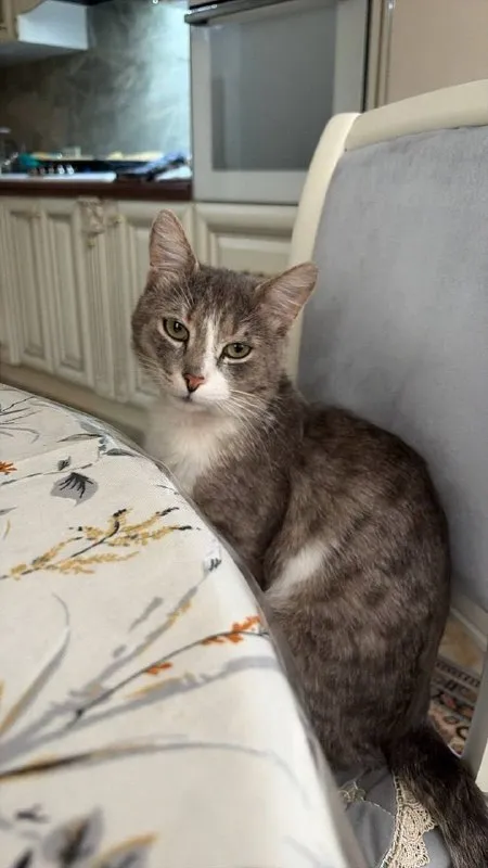 Lost white cat, дворняжка in Starosele — identification photo, lost & found pet database Pathfinder