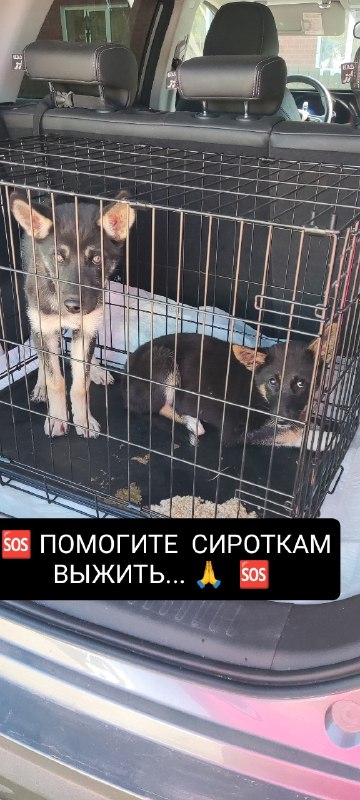 Adoptable fawn dog in Shustovka — identification photo, lost & found pet database Pathfinder