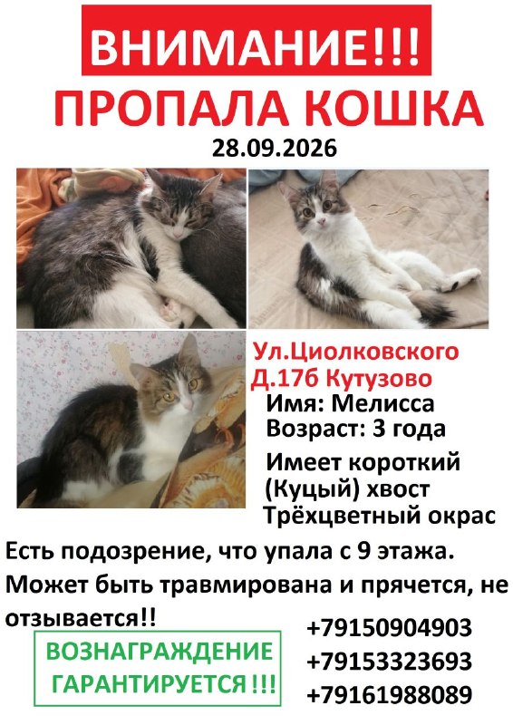 Lost white cat in Podolsk — identification photo, lost & found pet database Pathfinder