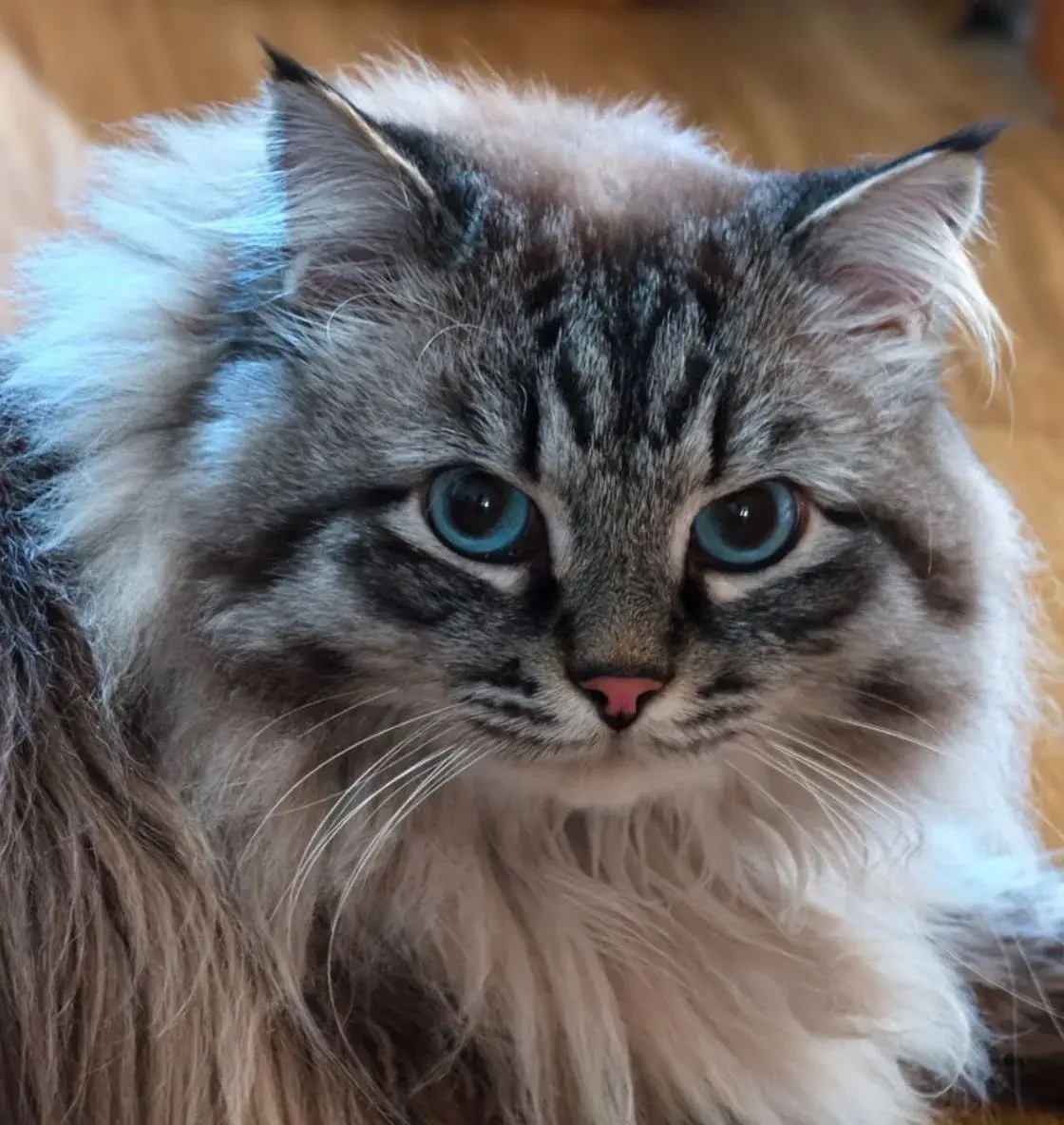 Lost cat in Novosibirsk — identification photo, lost & found pet database Pathfinder