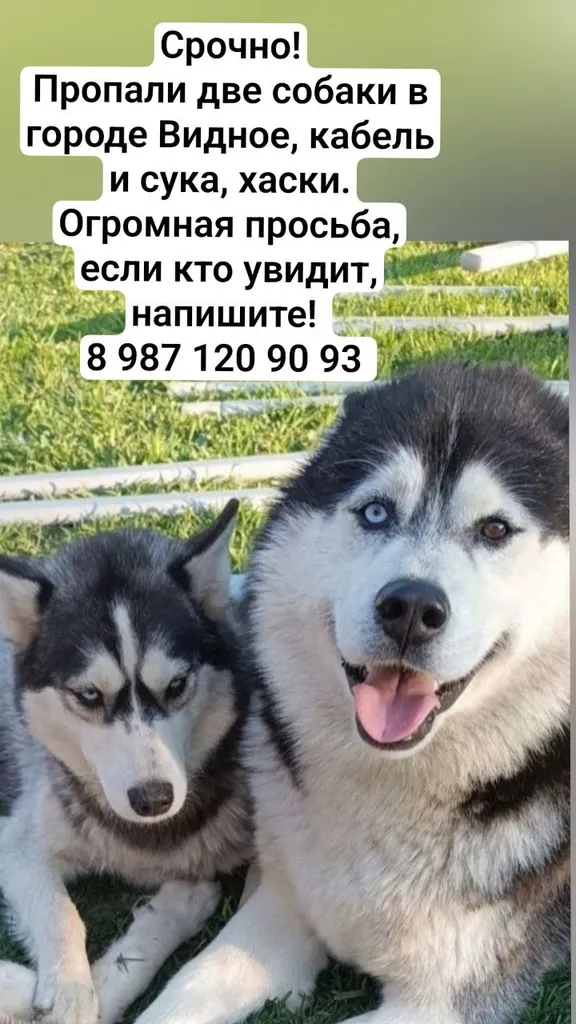 Lost dog, хаски in Vidnoe — identification photo, lost & found pet database Pathfinder