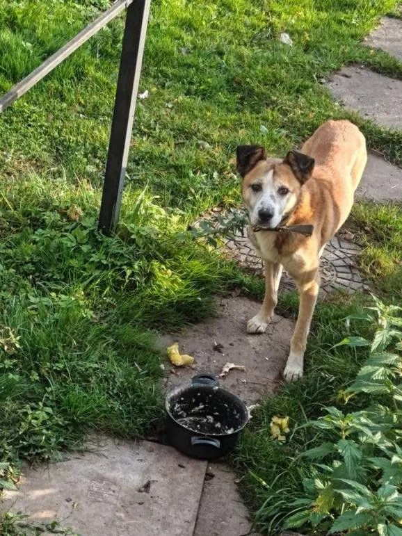 Lost dog in Kratovo — identification photo, lost & found pet database Pathfinder
