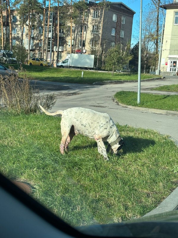 Found white dog in Perm — identification photo, lost & found pet database Pathfinder