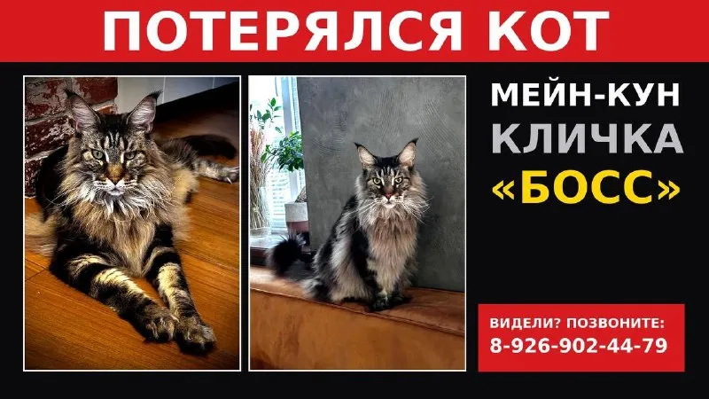 Lost brown cat, мейн кун in Veshki — identification photo, lost & found pet database Pathfinder