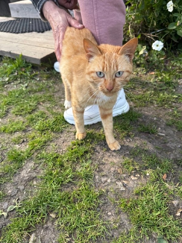 Adoptable white cat in Kalinino — identification photo, lost & found pet database Pathfinder