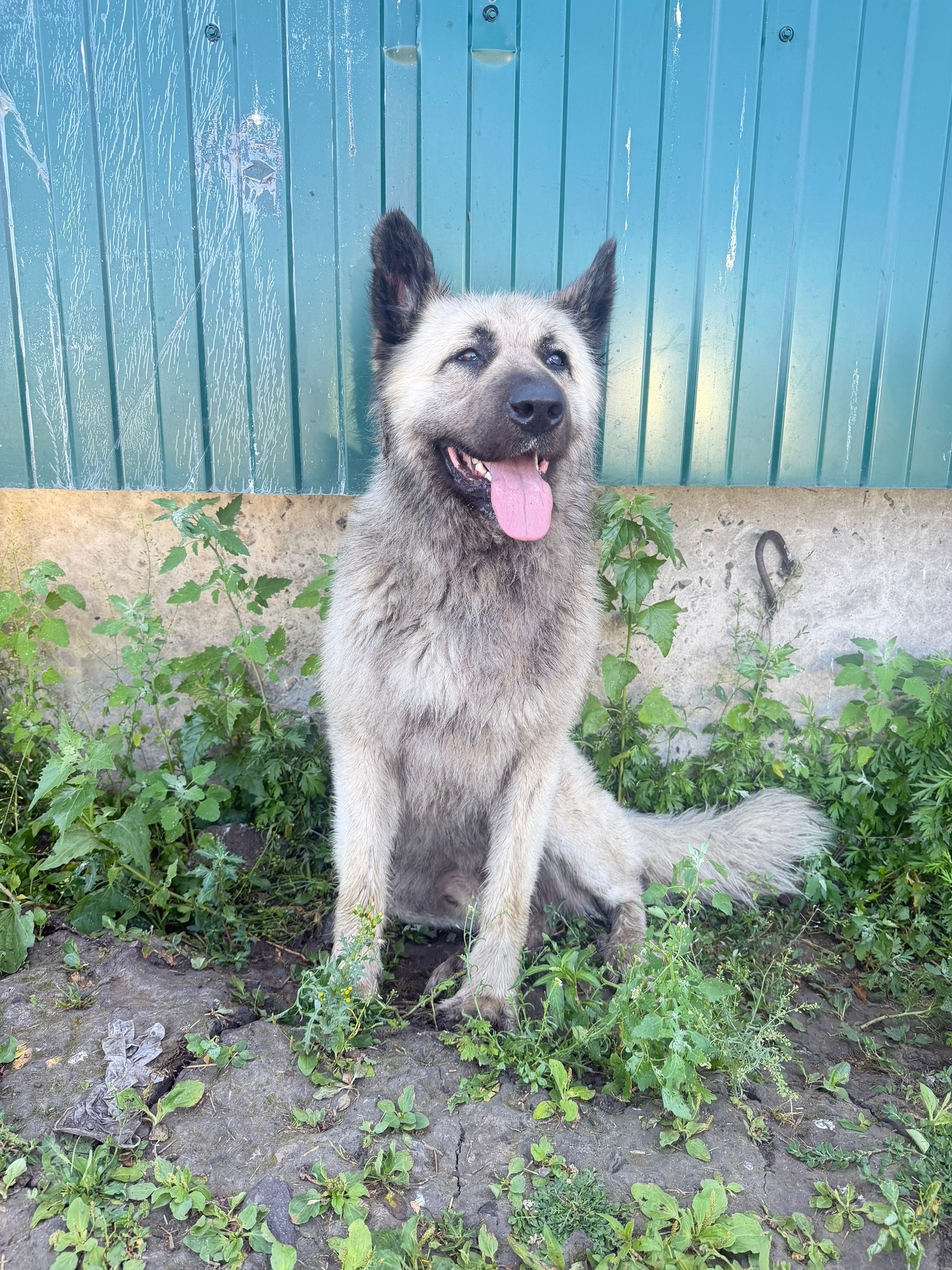Lost gray dog in Kolyvan — identification photo, lost & found pet database Pathfinder