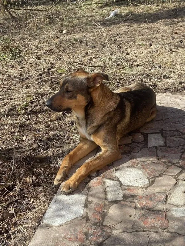 Lost brown dog, дворняжка in Moshnitsy — identification photo, lost & found pet database Pathfinder