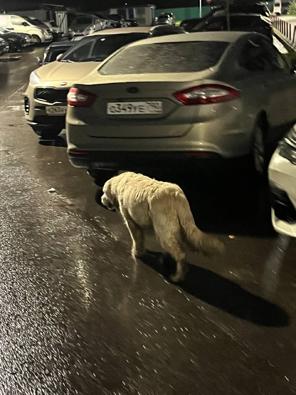 Found cream dog in Khimki — identification photo, lost & found pet database Pathfinder
