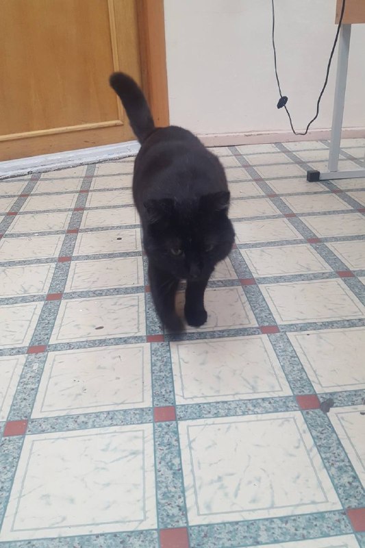 Found black cat in Yekaterinburg — identification photo, lost & found pet database Pathfinder