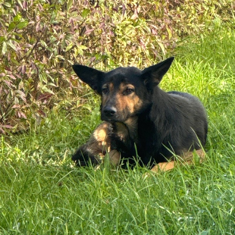 Found dog in Saint Petersburg — identification photo, lost & found pet database Pathfinder