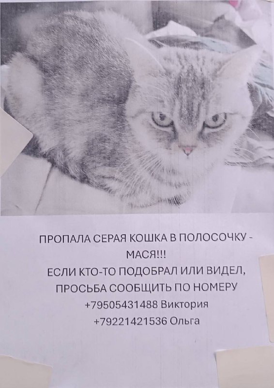 Lost cat in Yekaterinburg — identification photo, lost & found pet database Pathfinder