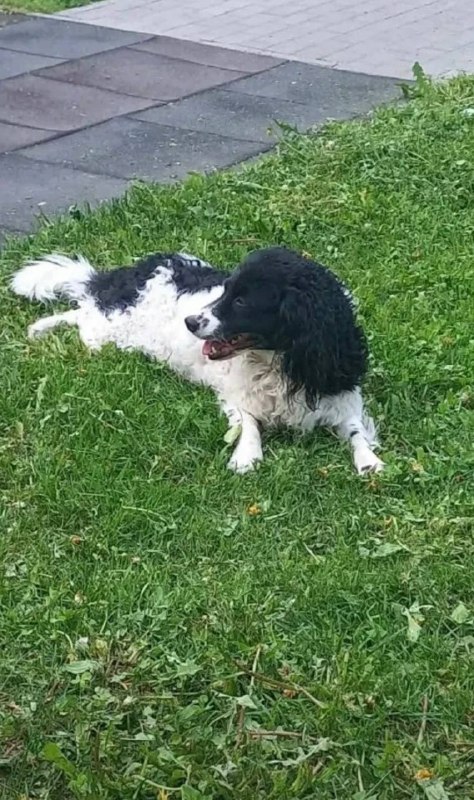 Lost white dog, метис кокер спаниель и пудель in Khimki — identification photo, lost & found pet database Pathfinder