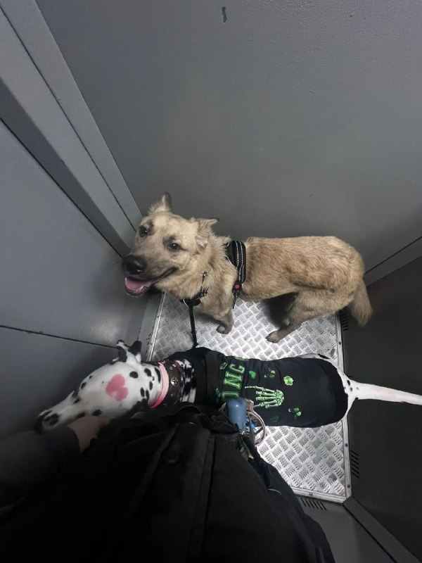 Found fawn dog in Trekhgorka — identification photo, lost & found pet database Pathfinder