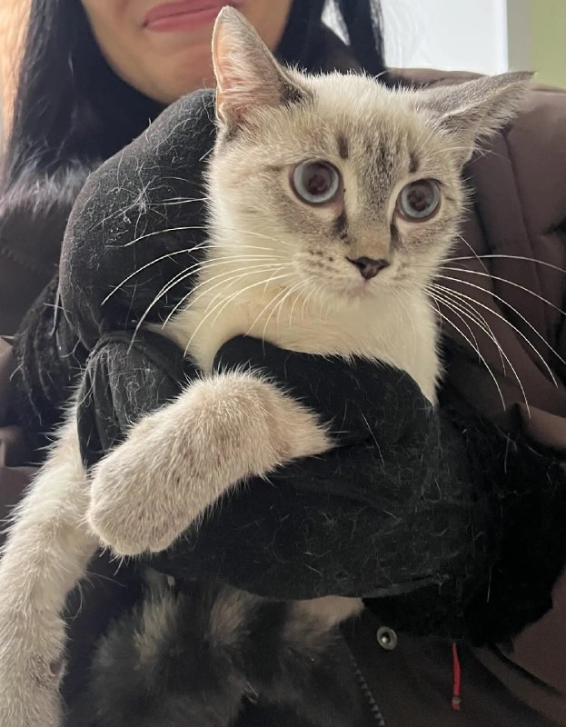 Adoptable cat, метис in Perm — identification photo, lost & found pet database Pathfinder