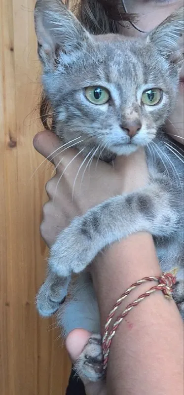 Lost gray cat, дворняжка in Golitsyno — identification photo, lost & found pet database Pathfinder