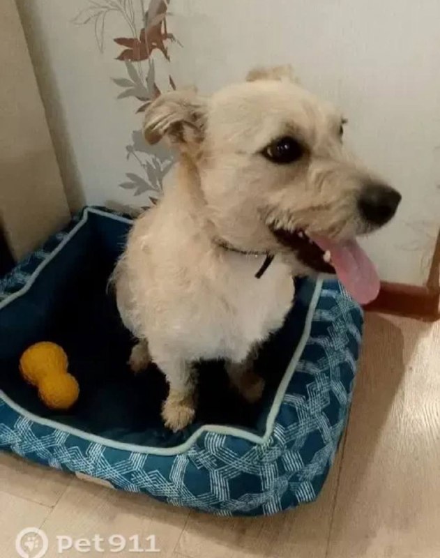 Lost cream dog, метис терьера in Kolomna — identification photo, lost & found pet database Pathfinder