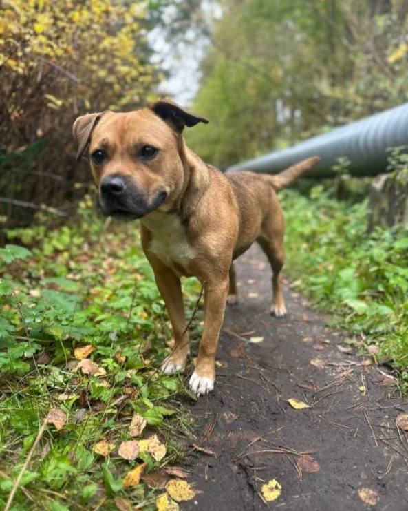 Found brown dog in Ilinka — identification photo, lost & found pet database Pathfinder