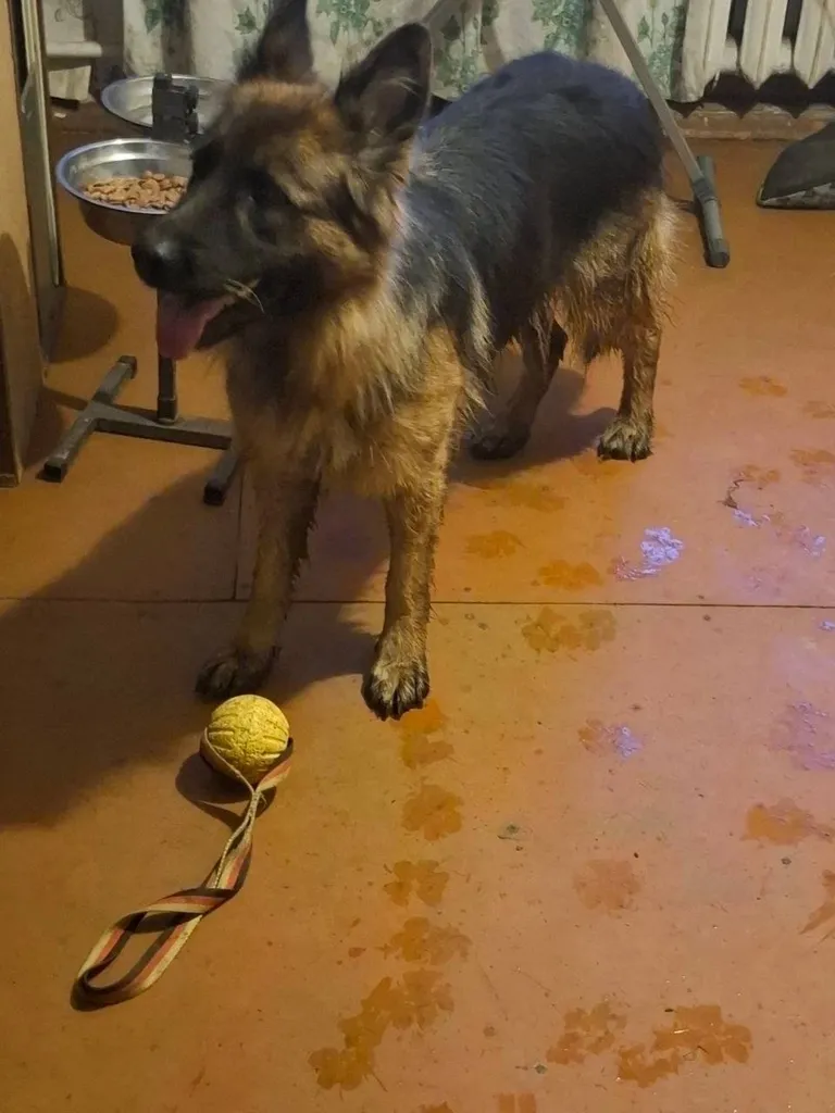 Found dog, немецкая овчарка in Bronnitsy — identification photo, lost & found pet database Pathfinder