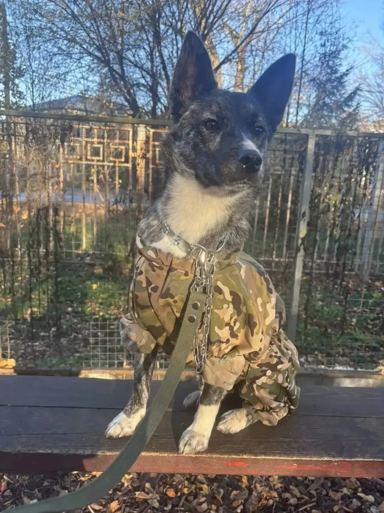 Lost dog, метис in Tula — identification photo, lost & found pet database Pathfinder