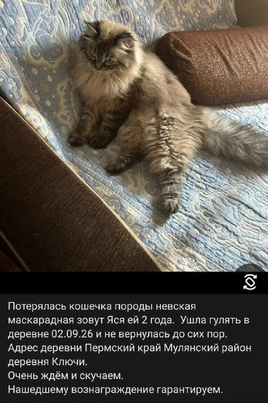 Lost gray pet in Perm — identification photo, lost & found pet database Pathfinder