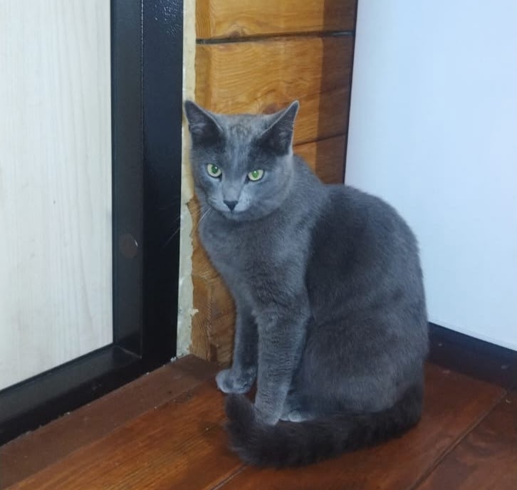 Lost gray cat in Novosibirsk — identification photo, lost & found pet database Pathfinder