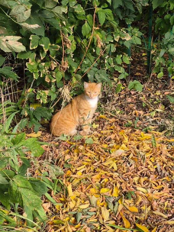 Lost white cat in Balashikha — identification photo, lost & found pet database Pathfinder