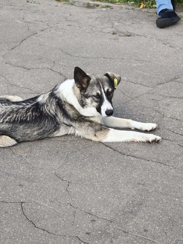 Lost white dog in Fryazino — identification photo, lost & found pet database Pathfinder