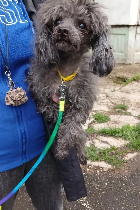 Lost gray dog, пудель in Novye Lyady — identification photo, lost & found pet database Pathfinder