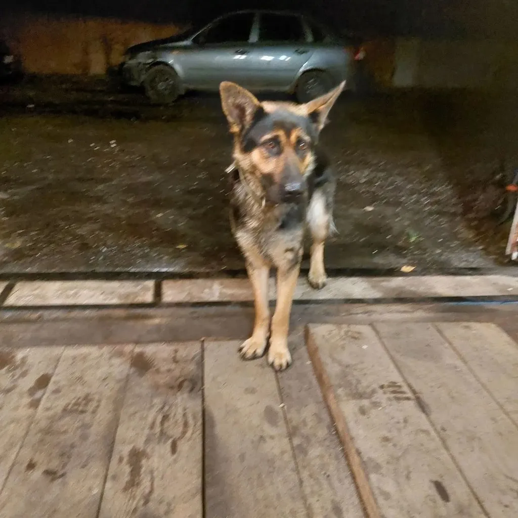Found dog, овчарка in Pervomayskiy — identification photo, lost & found pet database Pathfinder