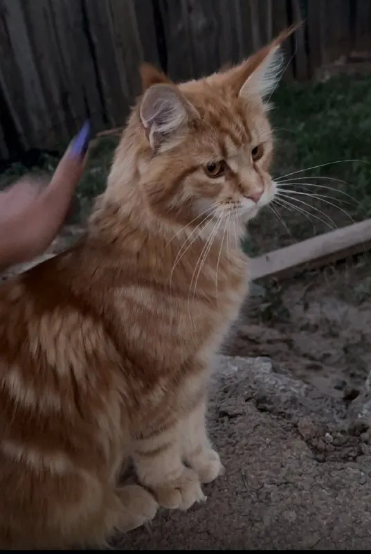 Lost ginger cat, мейн кун in Volgograd — identification photo, lost & found pet database Pathfinder
