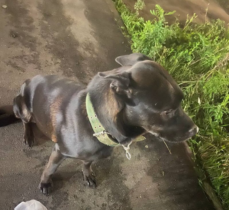 Found dog, лабрадор in Murino — identification photo, lost & found pet database Pathfinder