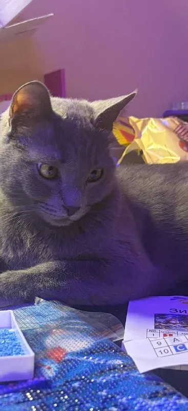 Lost gray cat in Boriskovo — identification photo, lost & found pet database Pathfinder