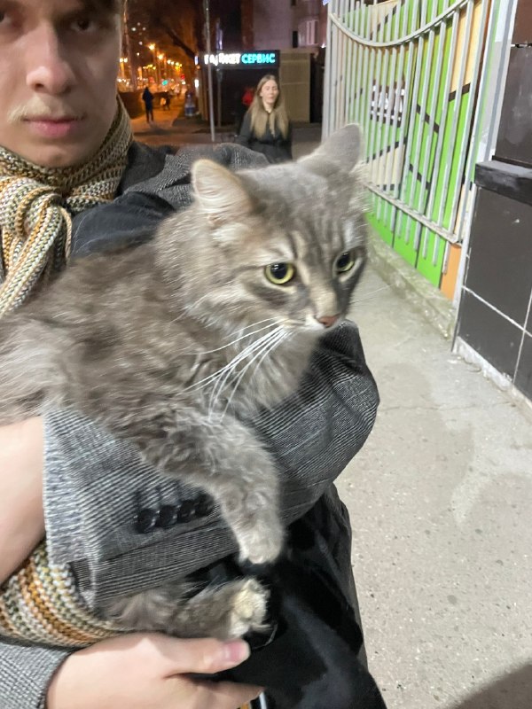 Found gray cat in Perm — identification photo, lost & found pet database Pathfinder