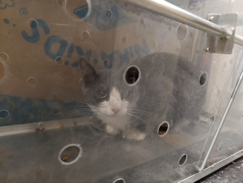 Found white cat in Lesnoe — identification photo, lost & found pet database Pathfinder